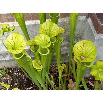 Carnivorous Plant Soil Mix, 1 Quart Re-Pot 1-2 Small Plants Size Bag, All Natural Ingredients, Great Soil for Venus Fly Traps, Sundews, and Pitcher Plants (1qt)