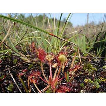 Carnivorous Plant Soil Mix, 1 Quart Re-Pot 1-2 Small Plants Size Bag, All Natural Ingredients, Great Soil for Venus Fly Traps, Sundews, and Pitcher Plants (1qt)