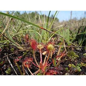 Carnivorous Plant Soil Mix, 1 Quart Re-Pot 1-2 Small Plants Size Bag, All Natural Ingredients, Great Soil for Venus Fly Traps, Sundews, and Pitcher Plants (1qt)