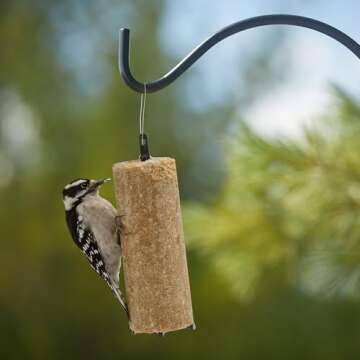 C&S Peanut Delight No Melt Suet Dough Log for Birds