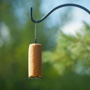 C&S Peanut Delight No Melt Suet Dough Log for Birds