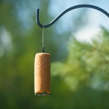 C&S Peanut Delight No Melt Suet Dough Log for Birds