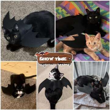 Pet Cat Bat Wings Cat Bat Costume, Pet Bat Wings Dog Bat Wings Costume Halloween Cat Costume for Kitten Bat Wings, Halloween Cosplay Bat Costume Puppy Pet Apparel for Halloween Christmas Dress Up