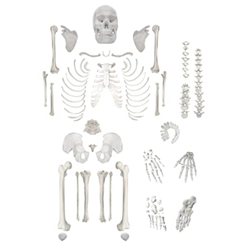 hBARSCI Human Skeleton Model Life Size with Movable Jaw