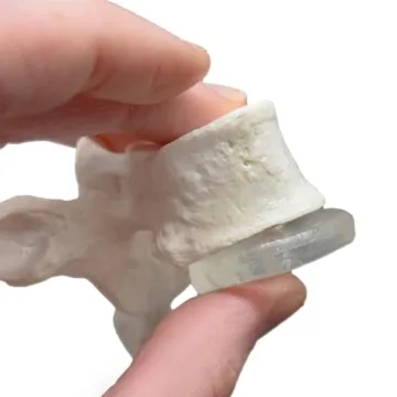 hBARSCI Human Skeleton Model Life Size with Movable Jaw