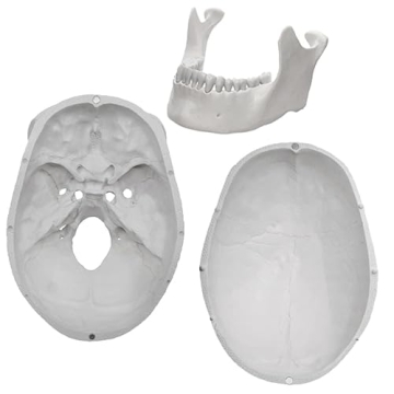 hBARSCI Human Skeleton Model Life Size with Movable Jaw