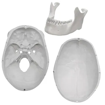 hBARSCI Human Skeleton Model Life Size with Movable Jaw