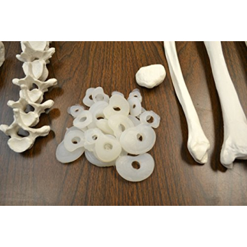 hBARSCI Human Skeleton Model Life Size with Movable Jaw