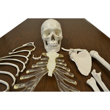 hBARSCI Human Skeleton Model Life Size with Movable Jaw
