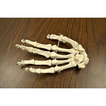 hBARSCI Human Skeleton Model Life Size with Movable Jaw