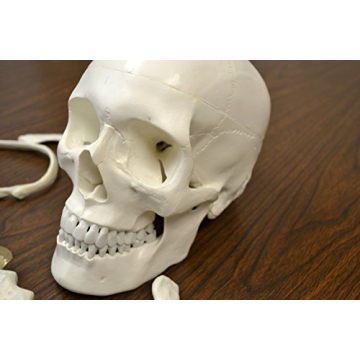 hBARSCI Human Skeleton Model Life Size with Movable Jaw