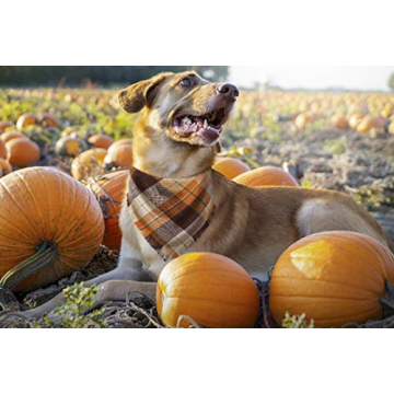 Adorable Fall Dog Bandanas Set of 2 for Halloween Fun