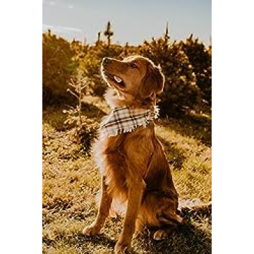 Adorable Fall Dog Bandanas Set of 2 for Halloween Fun