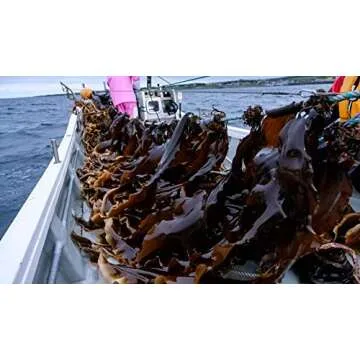 Premium Dried Kelp for Authentic Japanese Cooking