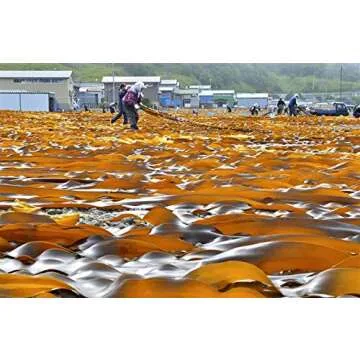 Premium Dried Kelp for Authentic Japanese Cooking