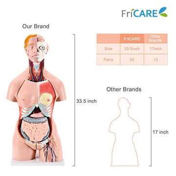 FriCARE Anatomy Model Human Body: Life-Size Torso with 32 Removable Organs
