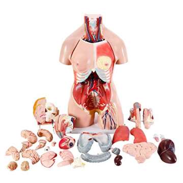 FriCARE Human Body Model for Anatomy Study