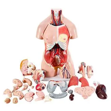 FriCARE Human Body Model for Anatomy Study