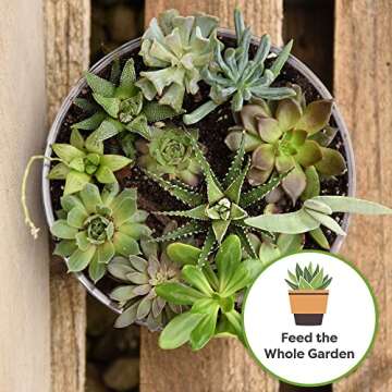 Succulent & Cactus Fertilizer | Long Lasting Plant Care