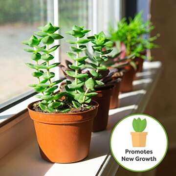 Succulent & Cactus Fertilizer | Long Lasting Plant Care