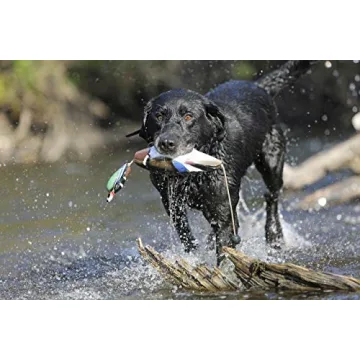 Banded Avery EZ-Bird Wood Duck Training Dummy for Dogs