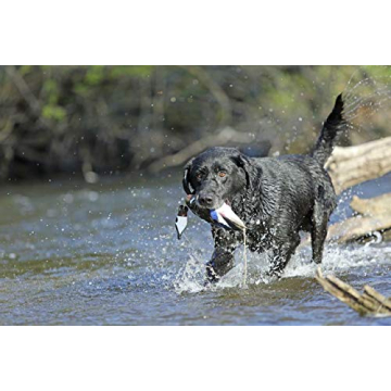 Banded Avery EZ-Bird Wood Duck Training Dummy for Dogs