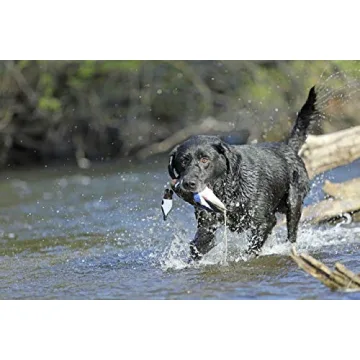 Banded Avery EZ-Bird Wood Duck Training Dummy for Dogs