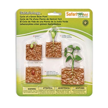 Safari Ltd. Life Cycle of a Green Bean Plant Educational Toy Figurines