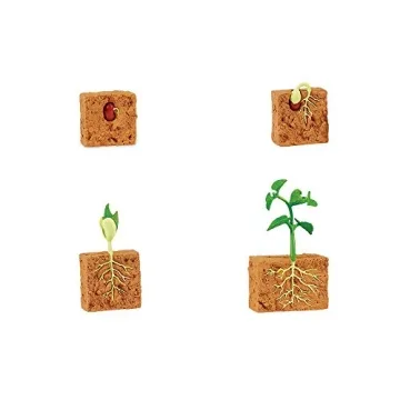 Life Cycle of a Green Bean Plant Educational Toy