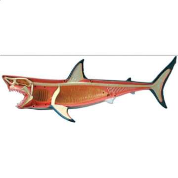 4D Vision Great White Shark Anatomy Model
