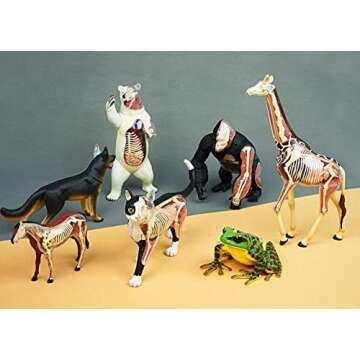 4D Vision Great White Shark Anatomy Model