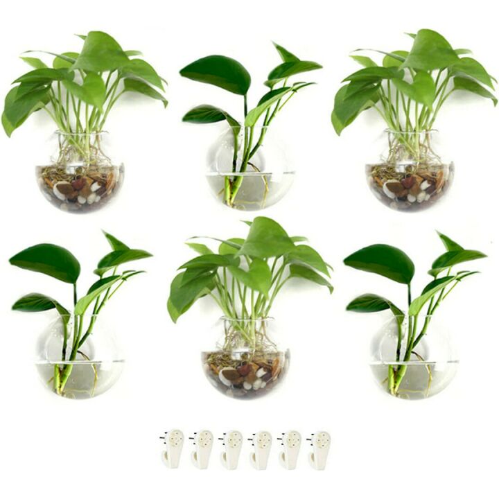 Glass Wall Planters for Air Plants & Succulents