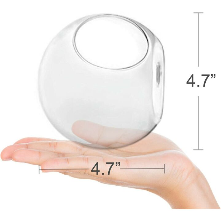 Glass Wall Planters for Air Plants & Succulents