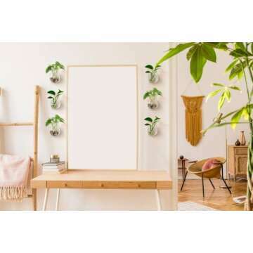 Glass Wall Planters for Air Plants & Succulents