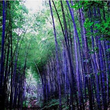 200+ Giant Bamboo Seeds for Planting Outdoors, 4 Colors, Privacy Screen Good for Environment Shade -...