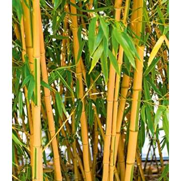 200+ Giant Bamboo Seeds - Fast Growing, 4 Colors