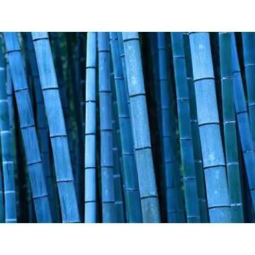 200+ Giant Bamboo Seeds - Fast Growing, 4 Colors