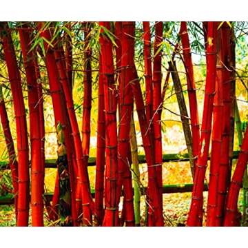 200+ Giant Bamboo Seeds - Fast Growing, 4 Colors