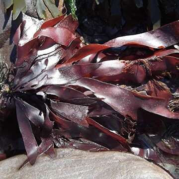 CENALGA Organic Gulf of Maine Dulse Flakes - We avoid Plastic 1.5 oz / 42.5 g Bag - Atlantic Seaweed - Vegan Certified - Perfect for Paleo Diet or Keto Diet - non-GMO - Fat-Free - Gluten-Free - Pareve