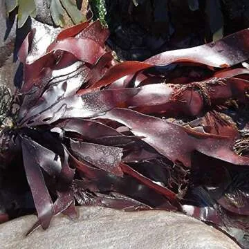 CENALGA Organic Gulf of Maine Dulse Flakes - We avoid Plastic 1.5 oz / 42.5 g Bag - Atlantic Seaweed - Vegan Certified - Perfect for Paleo Diet or Keto Diet - non-GMO - Fat-Free - Gluten-Free - Pareve