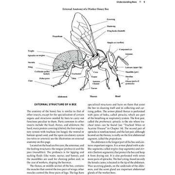 The Beekeeper's Handbook for Enthusiastic Apiculture Success
