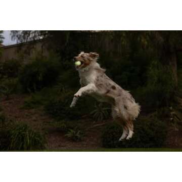 Chuckit! Glow in the Dark Bouncy Balls - Ball for Dogs, Chuckit Dog Toy, Max Glow Balls - Medium, 2.5 Inch Pack of 2