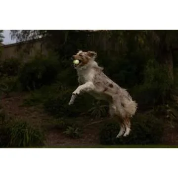 Chuckit! Glow in the Dark Bouncy Balls - Ball for Dogs, Chuckit Dog Toy, Max Glow Balls - Medium, 2.5 Inch Pack of 2