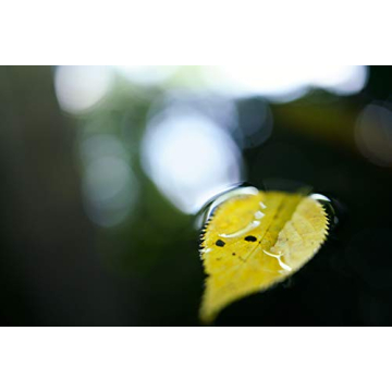 TAMRON 35mm f/2.8 Di III OSD for Sony E-Mount