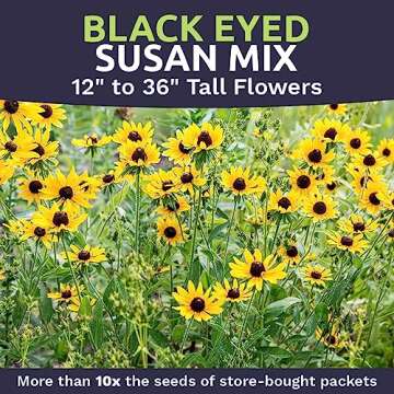 Black Eyed Susan Seeds – 100,000 Non-GMO Wildflower Seeds