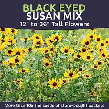 Black Eyed Susan Seeds – 100,000 Non-GMO Wildflower Seeds