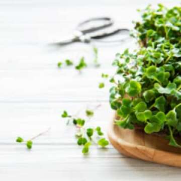 Radish Sprouting Seeds | Non GMO | Grown in USA | (1 Pound)