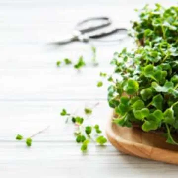 Radish Sprouting Seeds | Non GMO | Grown in USA | (1 Pound)