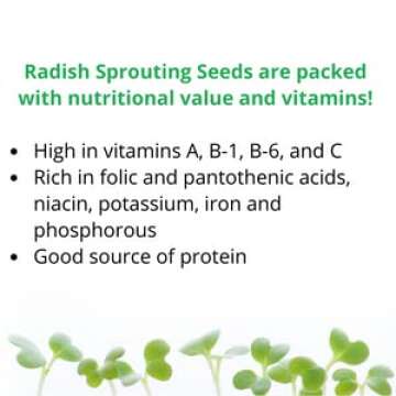 Radish Sprouting Seeds | Non GMO | Grown in USA | (1 Pound)