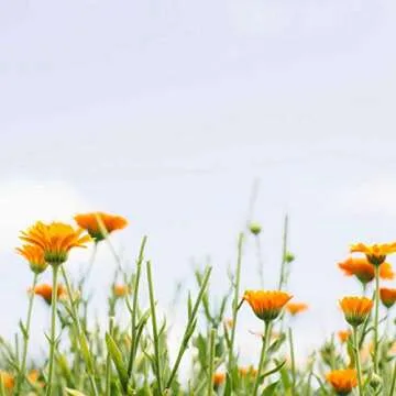 Tata Harper Purifying Clay Mask for Oily Skin & Blackheads